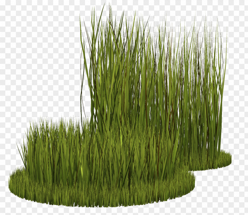 Grass Grasses Plant Ryegrass PNG