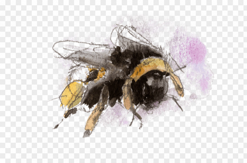 Insect Honey Bee Bumblebee Nature PNG