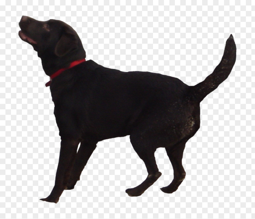 Black Dog Labrador Retriever Puppy Flat-Coated Golden PNG