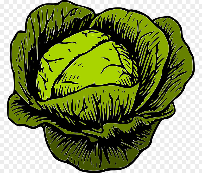 Cabbage Savoy Vegetable Clip Art PNG
