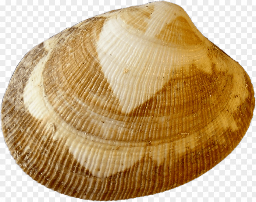 Cockle Clam Venerupis Philippinarum Ilwaco Landing Columbia River PNG