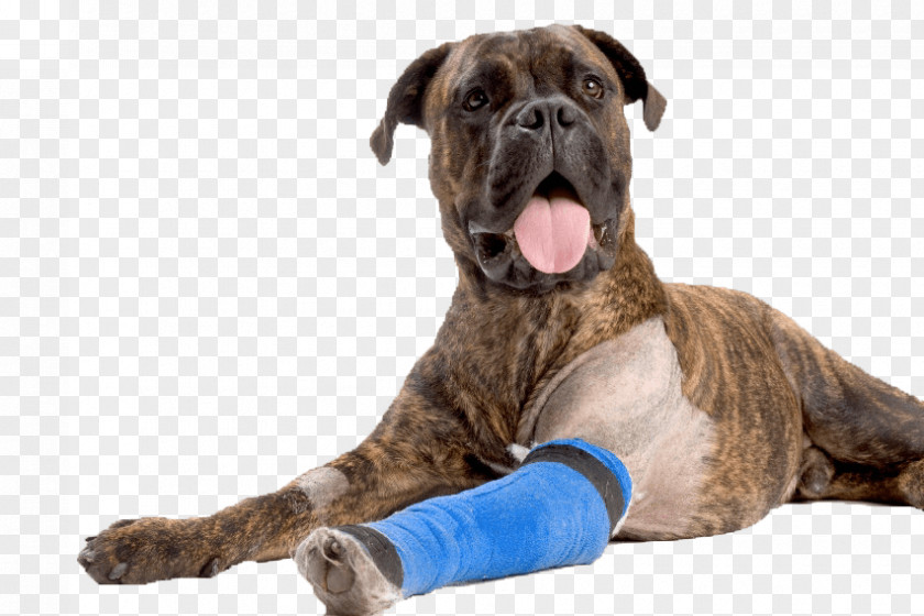 Dog Anterior Cruciate Ligament Puppy Pet Veterinarian PNG