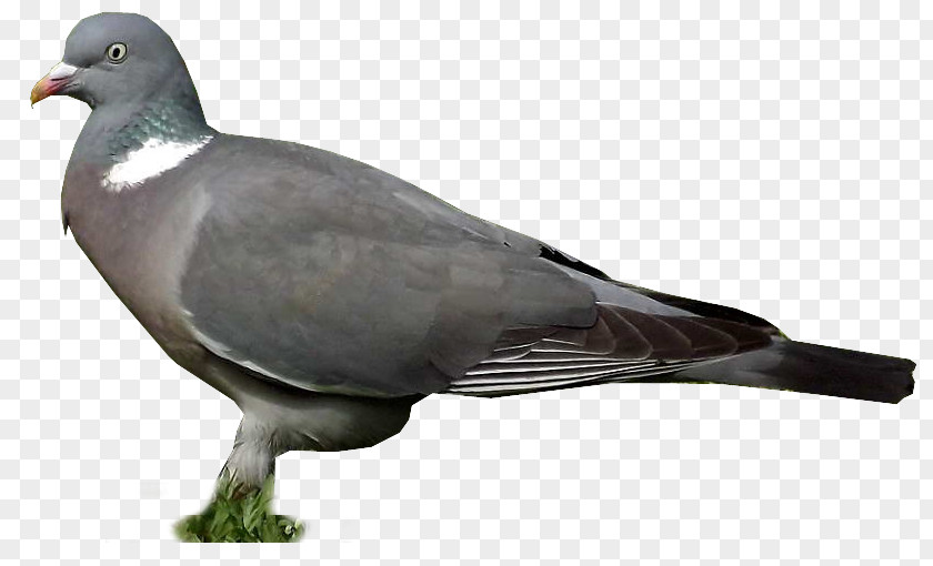 Feather Stock Dove Columbidae Wing Beak PNG