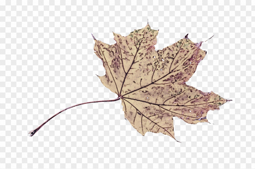 Flowering Plant Flower Maple Leaf PNG