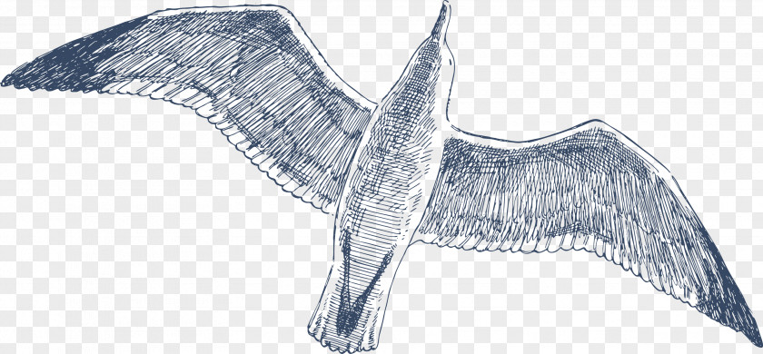 Gull Drawing Bird Clip Art PNG