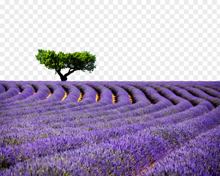 A Tree Material Lavender Flower Sea Provence High-definition Television Desktop Wallpaper PNG