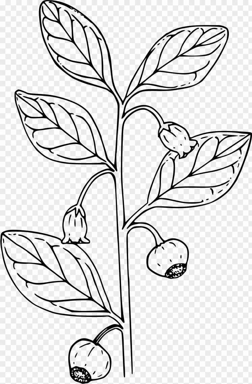 Big Leaves Coloring Book Berry Bears Clip Art PNG