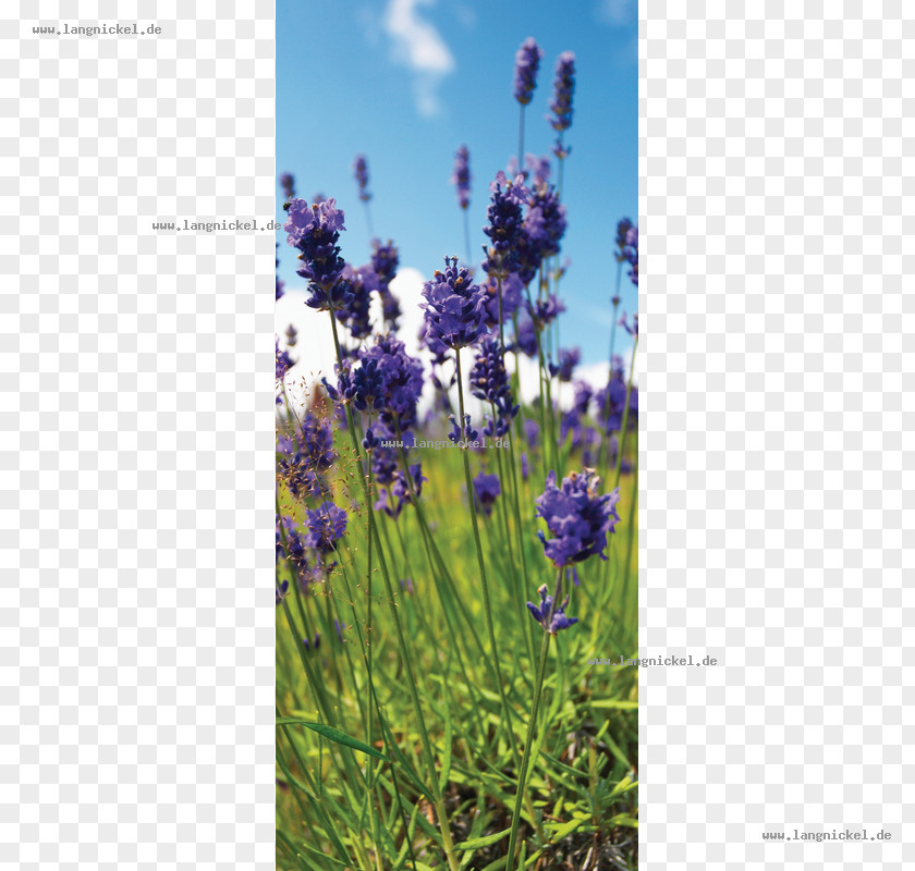 Flower English Lavender French Artificial Web Banner PNG