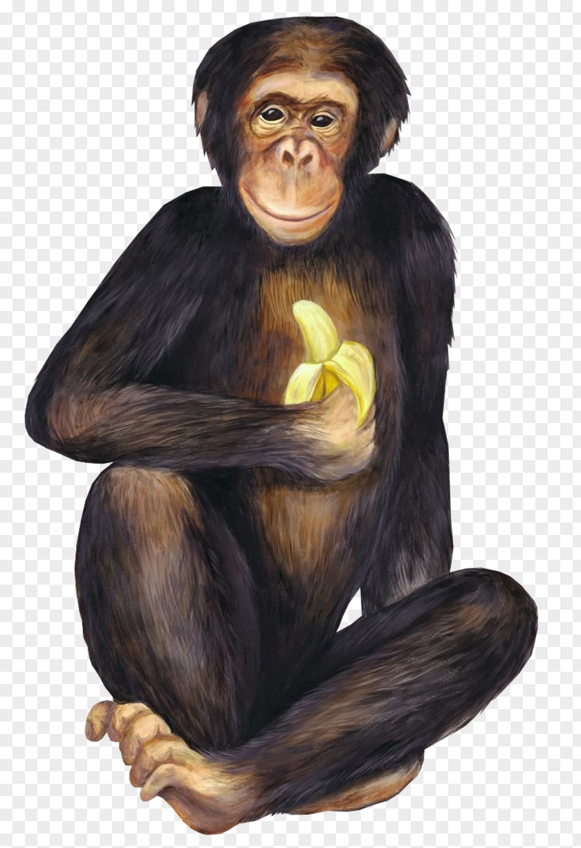 Monkey Banana Ketchup Chimpanzee Monkeys And Apes PNG