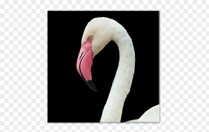 Neck Beak PNG