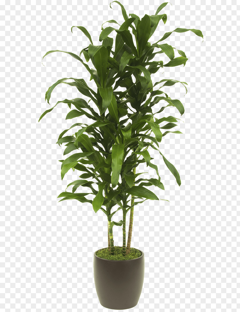 Plant Lucky Bamboo Tropical Woody Bamboos Houseplant Areca Palm PNG