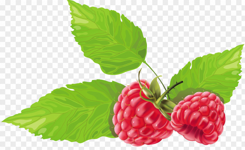 Strawberry Splash Raspberry Fruit PNG