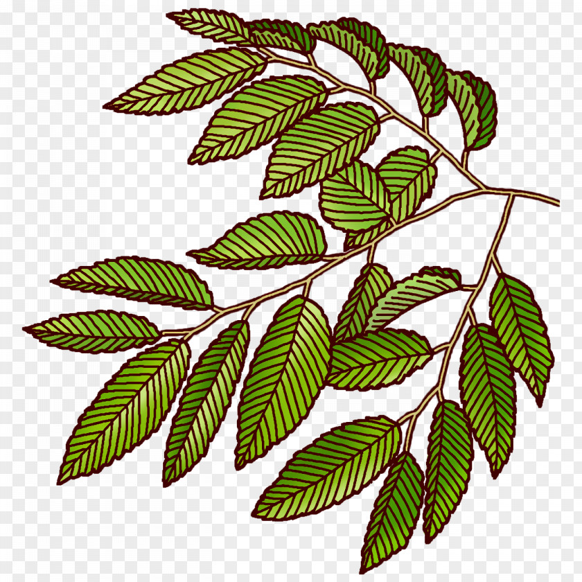 Branch Plant Stem Leaf Pattern Flower PNG