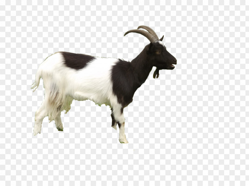 Goat Free Download Black Bengal Sheep PNG