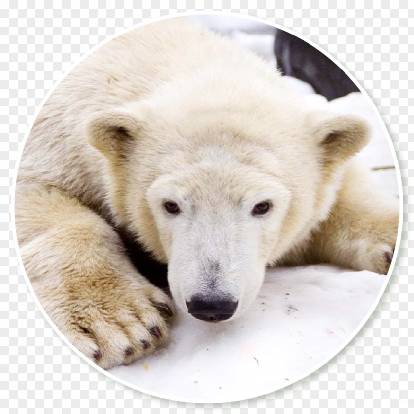 Polar Bear Snout Terrestrial Animal PNG