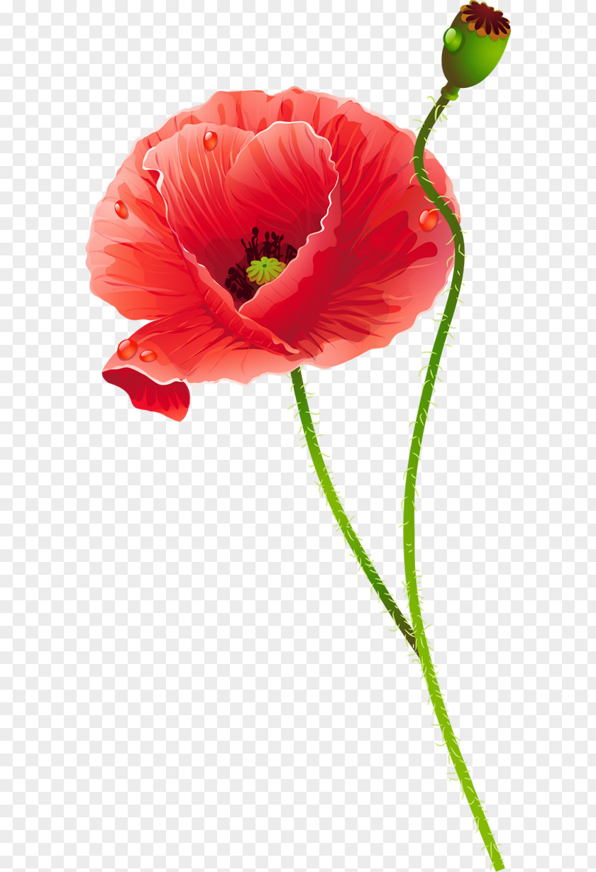 Poppies Common Poppy Cut Flowers PNG