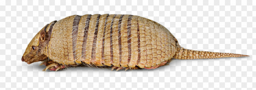 Six-banded Armadillo Nine-banded Animal Information PNG