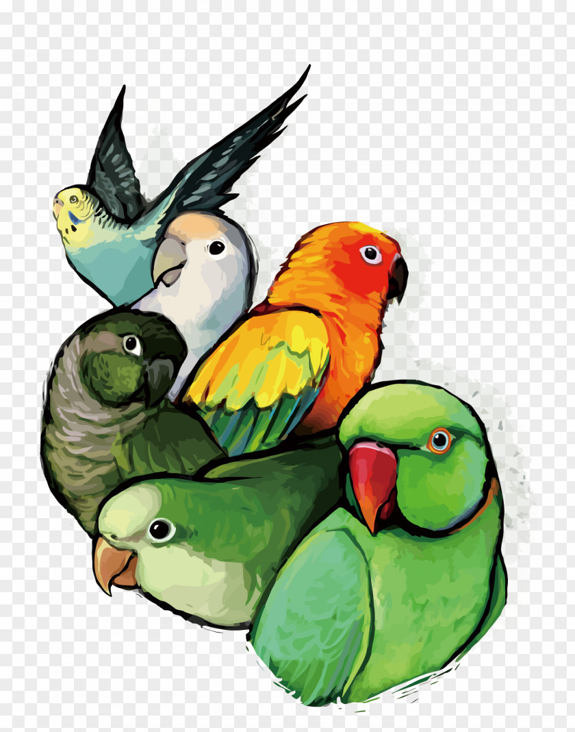 Vector Parrot Budgerigar Lovebird PNG