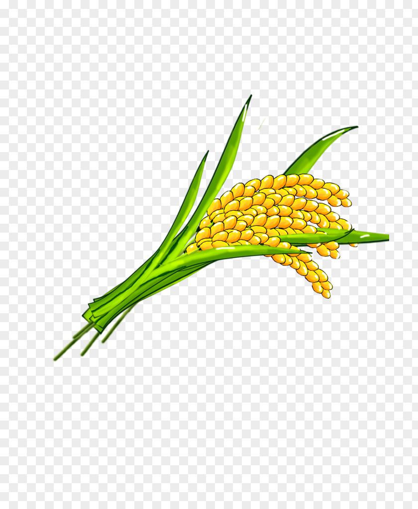 Vegetable Plant Stem Fried Rice PNG