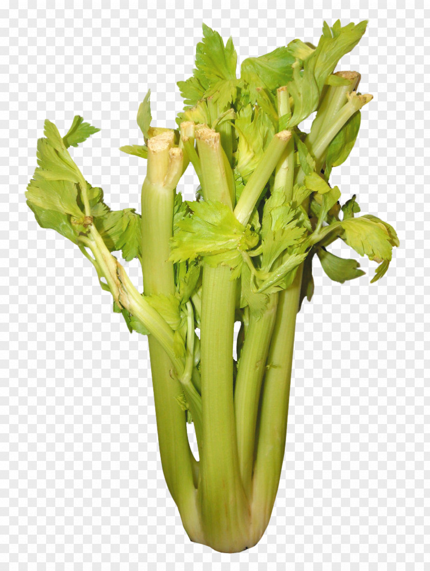 Celery Weight Loss Vegetable PNG