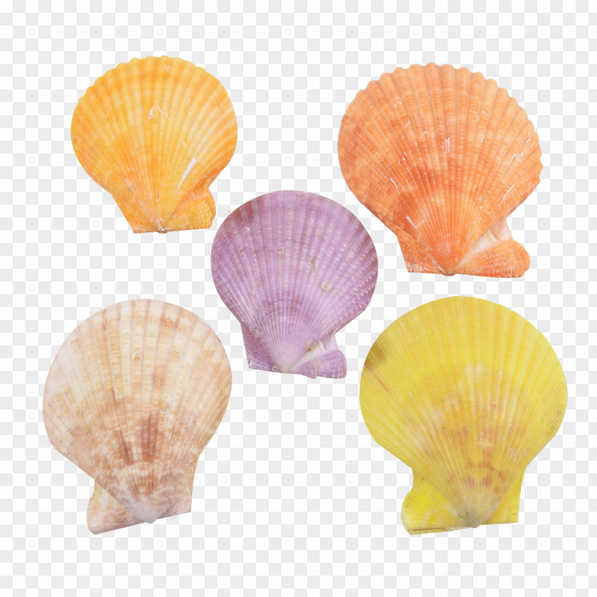 Colored Starfish The Seashell Company Pecten Conchology Apartment PNG