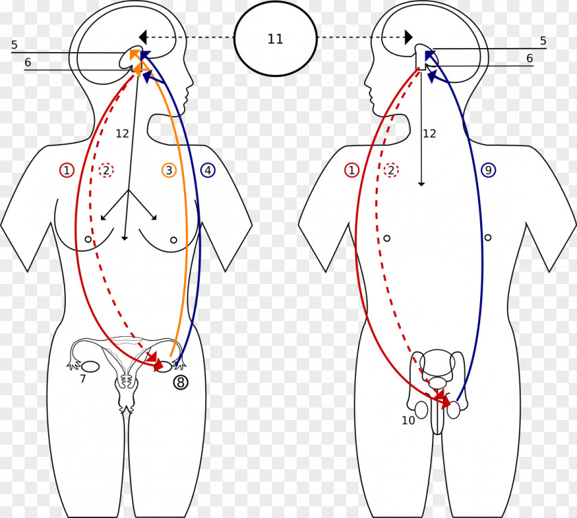 Endocrine Glands Hormone System Reproductive Function Male PNG