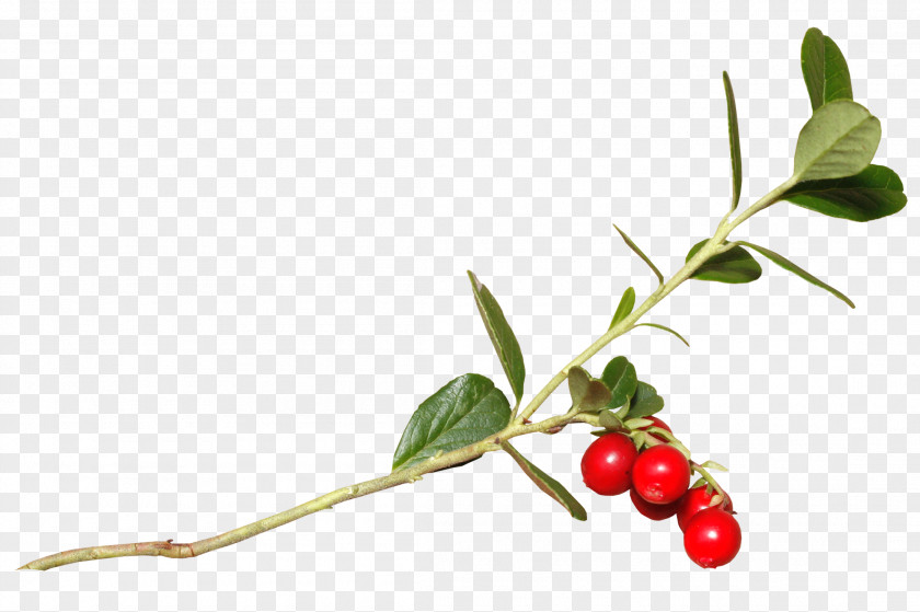 ветка Lingonberry Holly Cranberry Rose Hip Cherry PNG