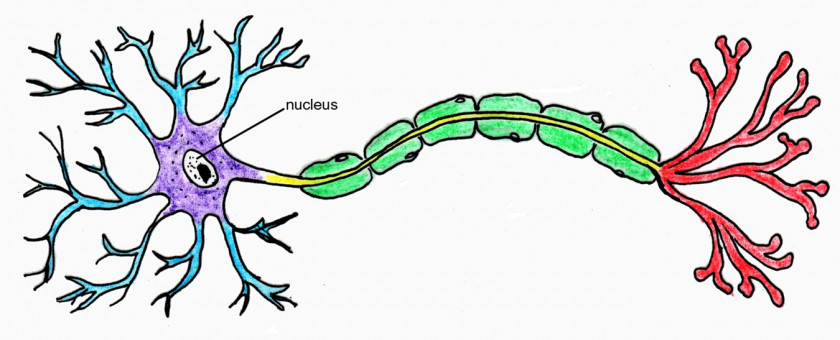 Neuron Cliparts Brain Nervous System Clip Art PNG