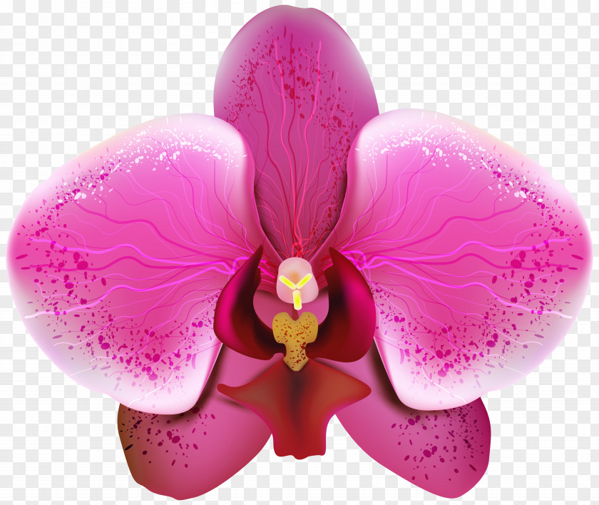 Pnk Orchid Transparent Clip Art Image Orchids PNG