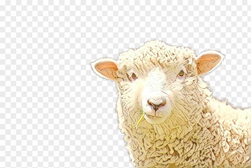 Sheep Snout PNG
