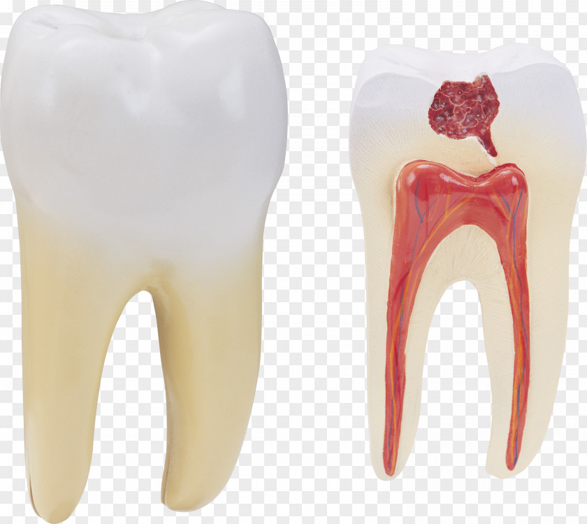 Tooth Image Human Molar PNG