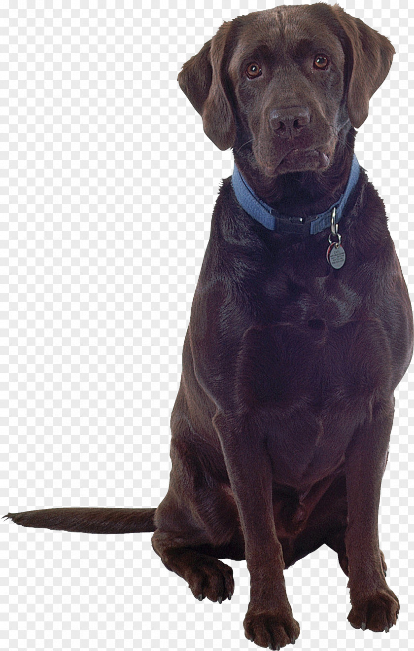 Black Dog Puppy Labrador Retriever Breed PhotoScape Companion PNG