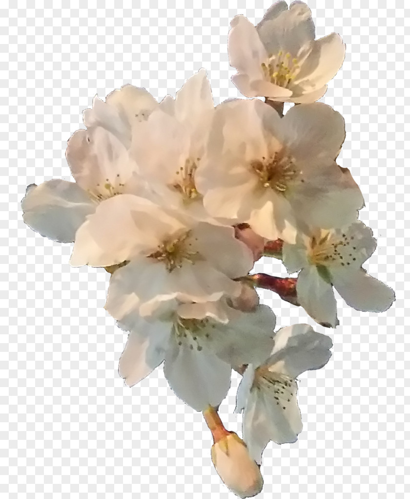 Cherry Blossoms Cut Flowers Blossom Petal PNG