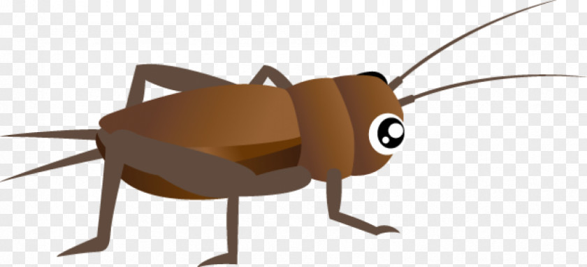 Cockroach Clip Art Insect Cricket PNG