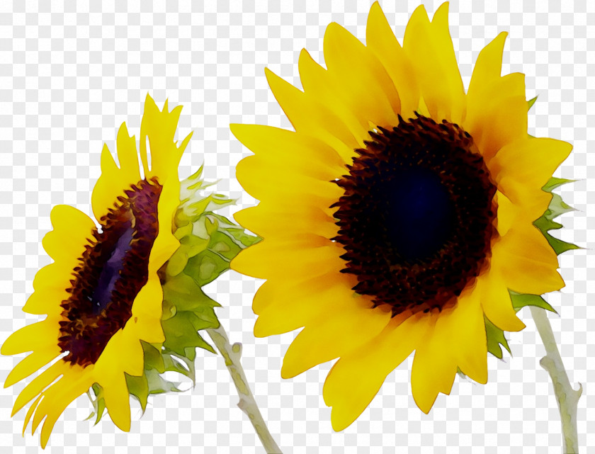 Desktop Wallpaper Metaphor Sunflower Hanau Conservatorship PNG