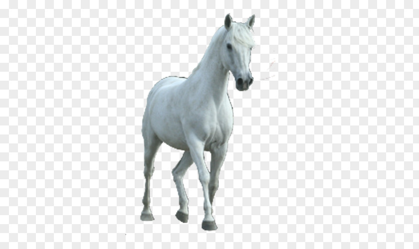 Horse RGB Color Model PNG