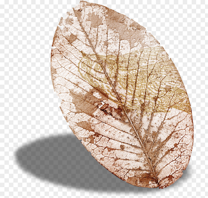 Leaf Invertebrate PNG