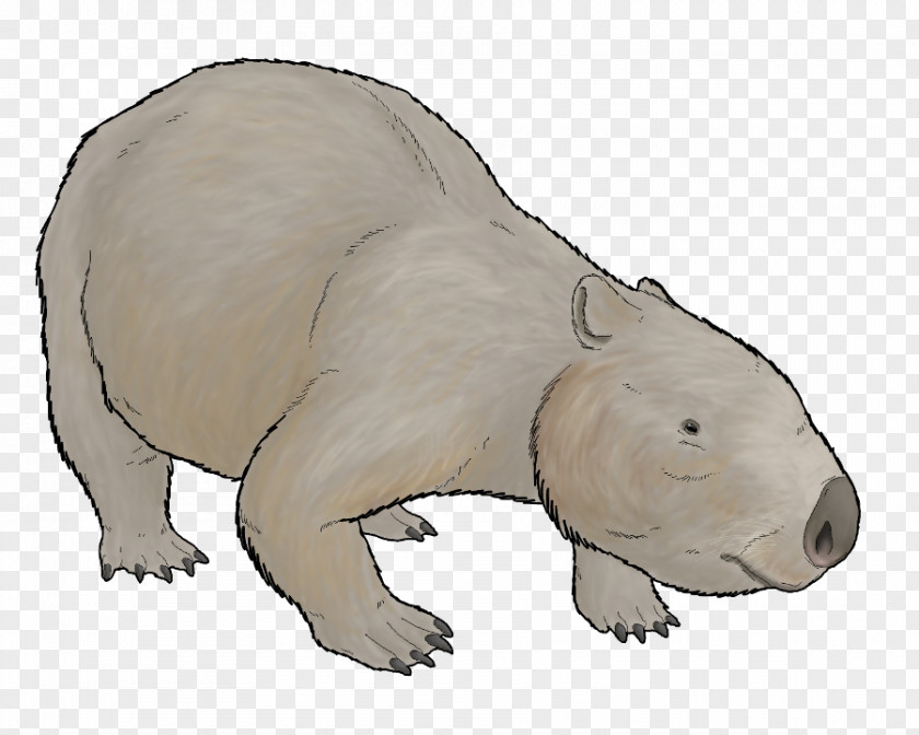 Polar Bear Wombat Phascolonus Marsupial Armadillo PNG
