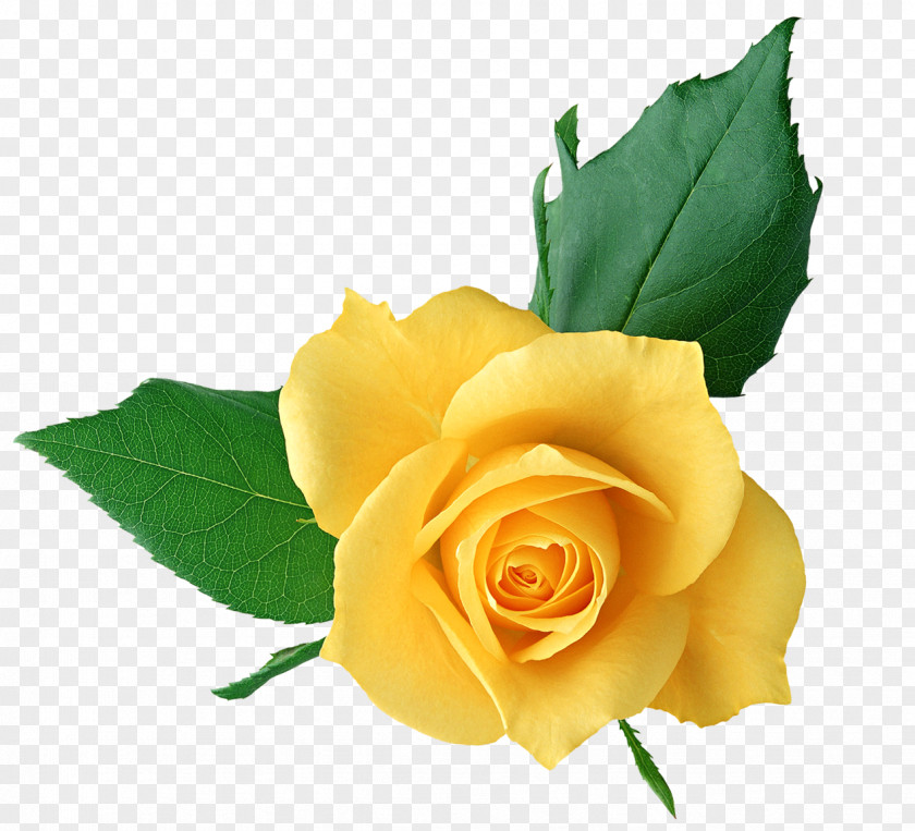 Yellow Rose Transparent Picture Clip Art PNG
