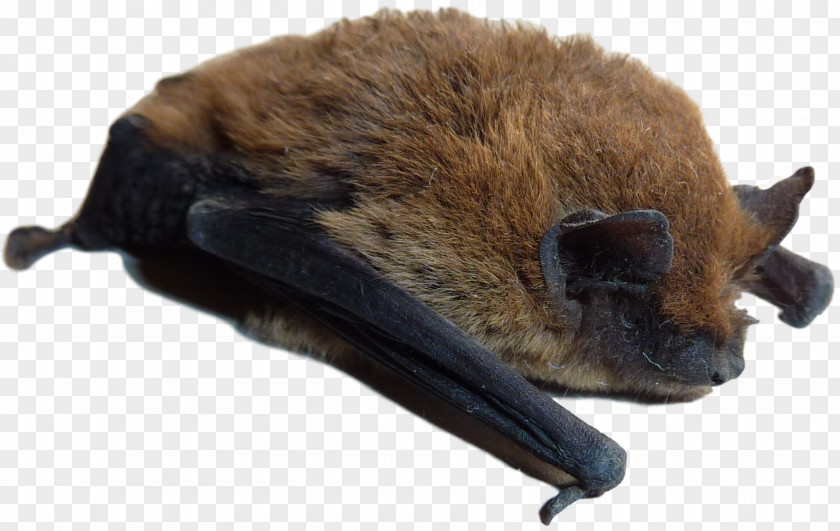 Bat Little Brown Rat Pest Control Vermin PNG