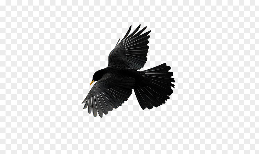 Bird Flight Common Raven Vector Graphics Image PNG