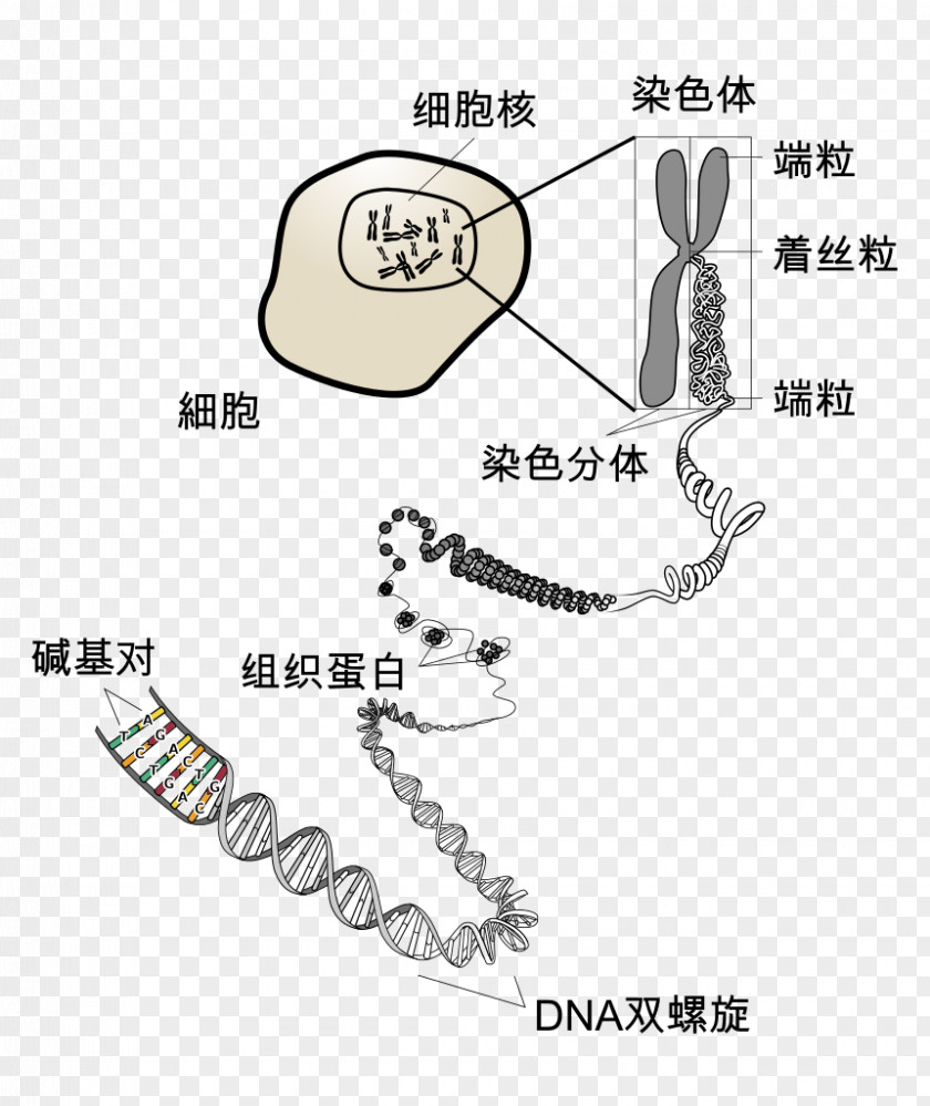Chromosome Telomere DNA Cell Eukaryote PNG