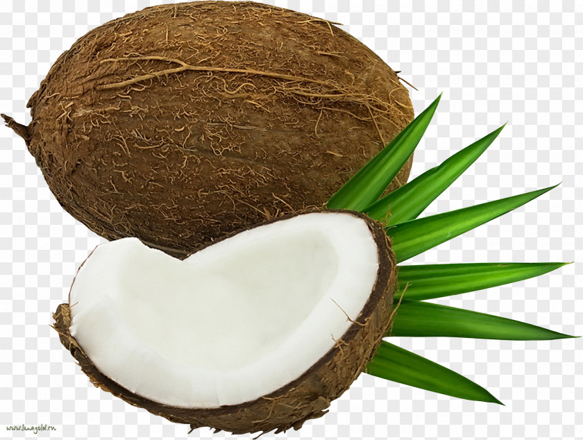 Coconut Image Cocos2d Sprite A Compression Artifact PNG