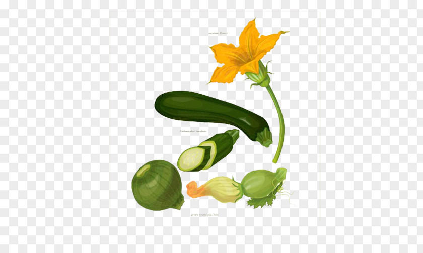 Cucumber Green Healthy Vegetables Zucchini Vegetable Pumpkin Botany PNG