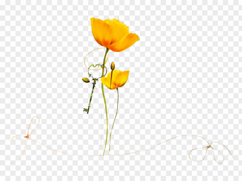 Design Desktop Wallpaper Flower Flash Video PNG