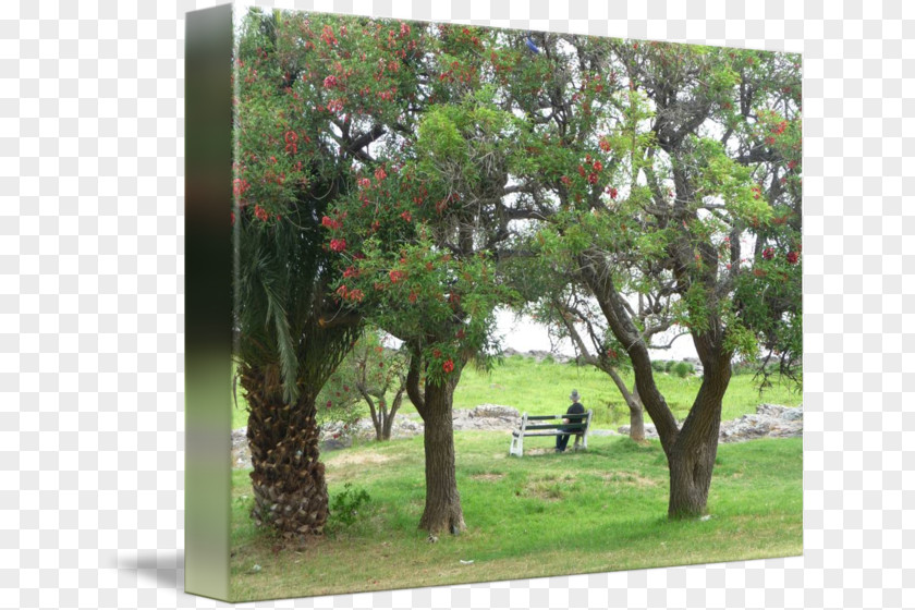 SANTORO Landscape Plantation Shrub Branching PNG