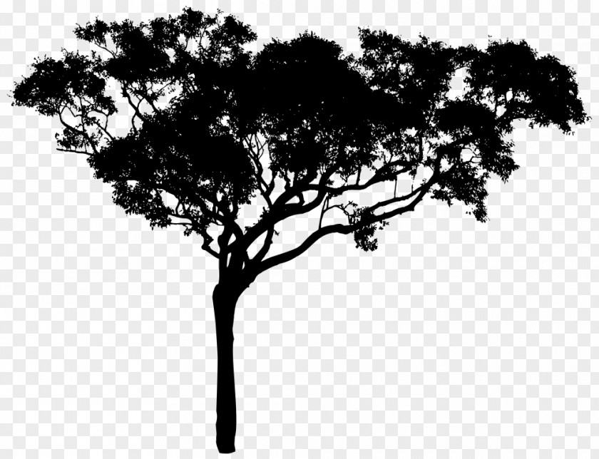 Tree Silhouette Clip Art PNG