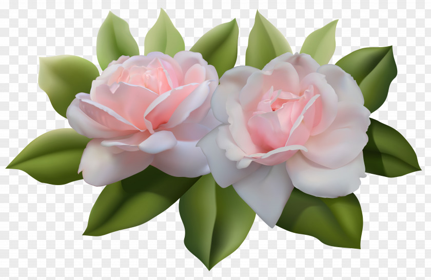 Beautiful Pink Roses Image Rose Clip Art PNG
