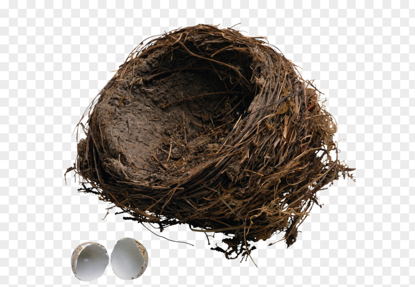 Bird Nest And Break Open The Shell Egg Icon PNG