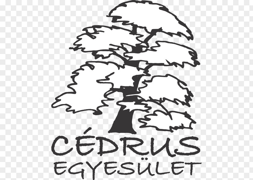 Cedrus Clip Art Mammal Illustration Learning Point PNG